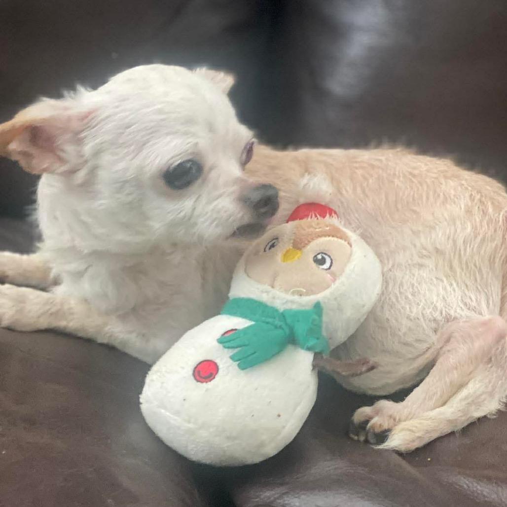 Enlarge Max, a Adoptable Chihuahua in Gulfport, MS image 1/6