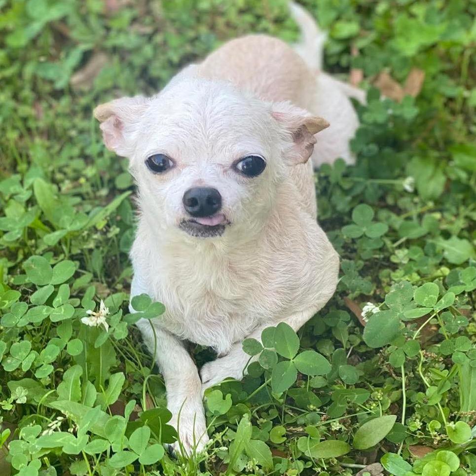 Enlarge Max, a Adoptable Chihuahua in Gulfport, MS image 2/6