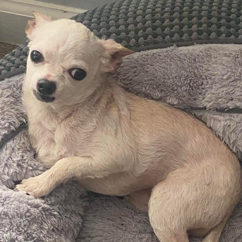 Enlarge Max, a Adoptable Chihuahua in Gulfport, MS image 3/6