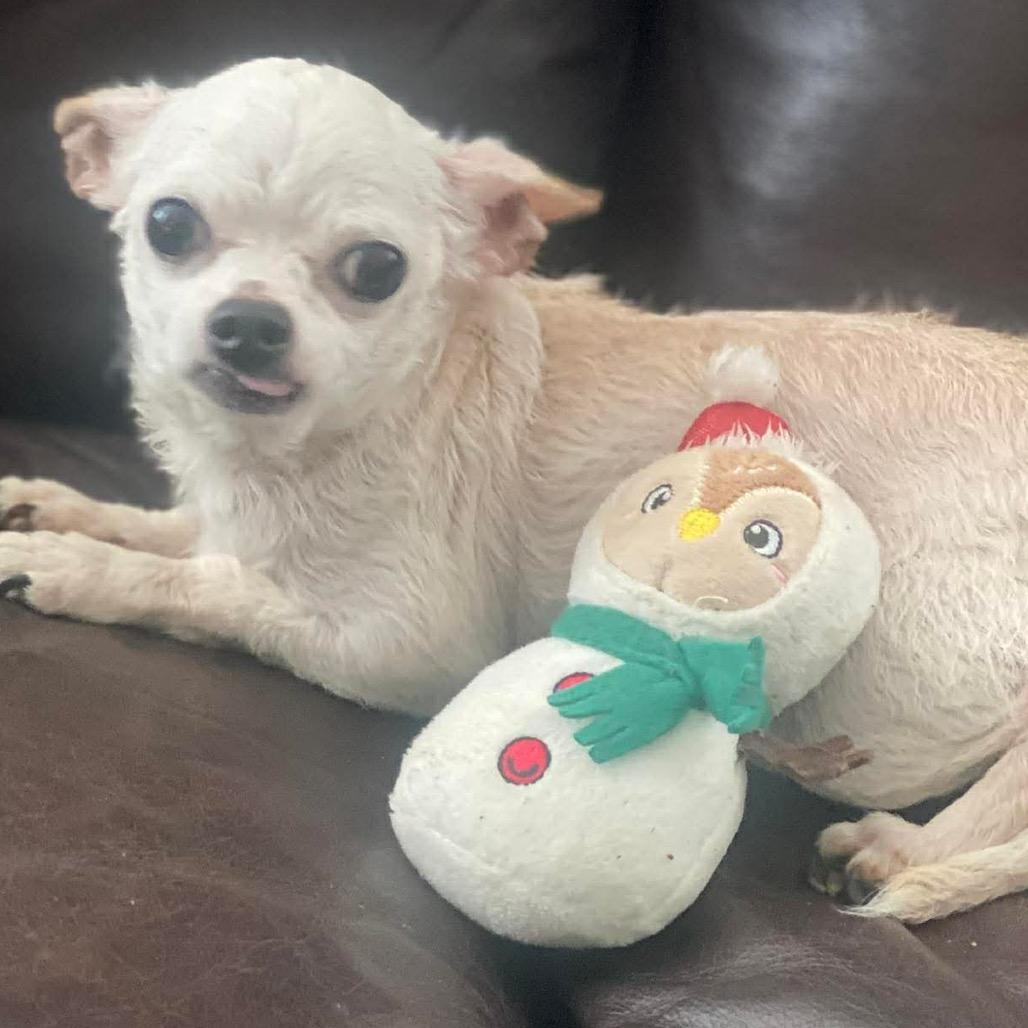 Enlarge Max, a Adoptable Chihuahua in Gulfport, MS image 4/6