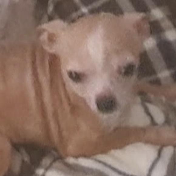 Enlarge Max, a Adoptable Chihuahua in Gulfport, MS image 5/6