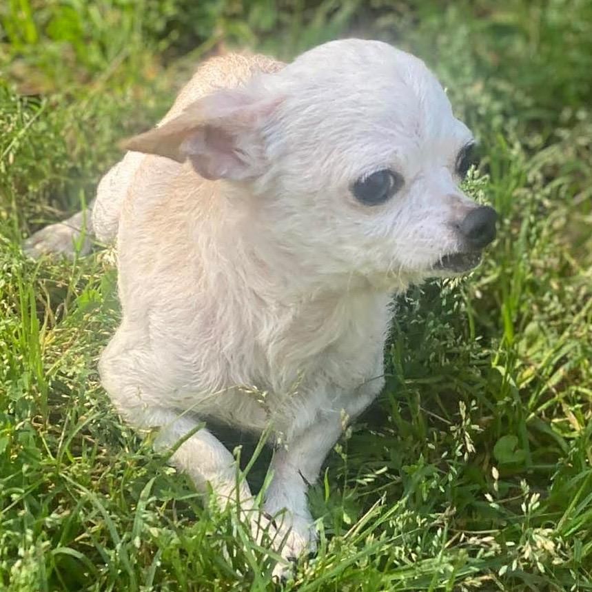 Enlarge Max, a Adoptable Chihuahua in Gulfport, MS image 6/6