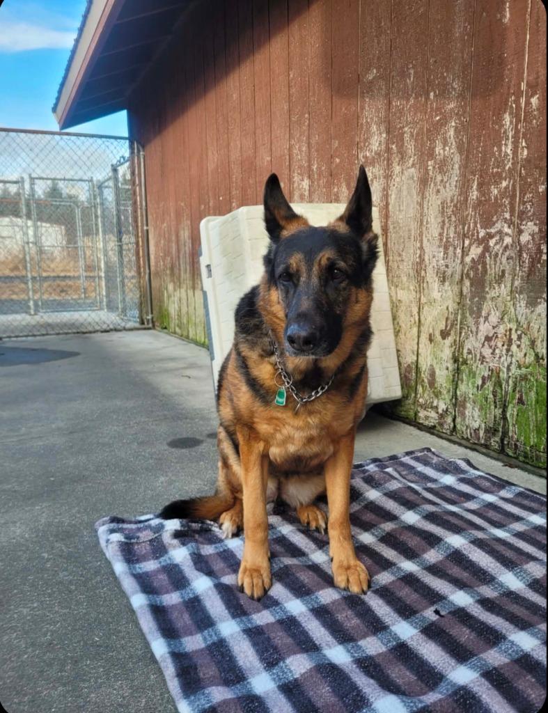 Enlarge Hollie, a Adoptable German Shepherd Dog in Kodiak, AK image 1/2