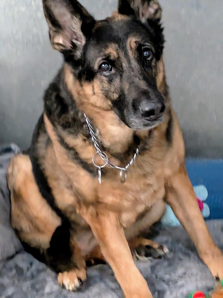 Enlarge Hollie, a Adoptable German Shepherd Dog in Kodiak, AK image 2/2