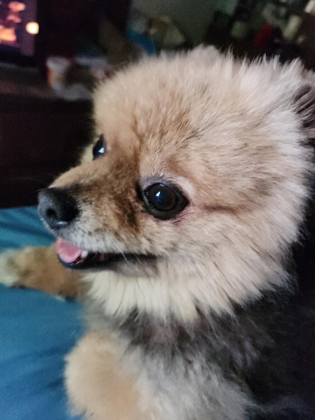 Thor, a ADOPTABLE Pomeranian in Salem, OR image 2/2