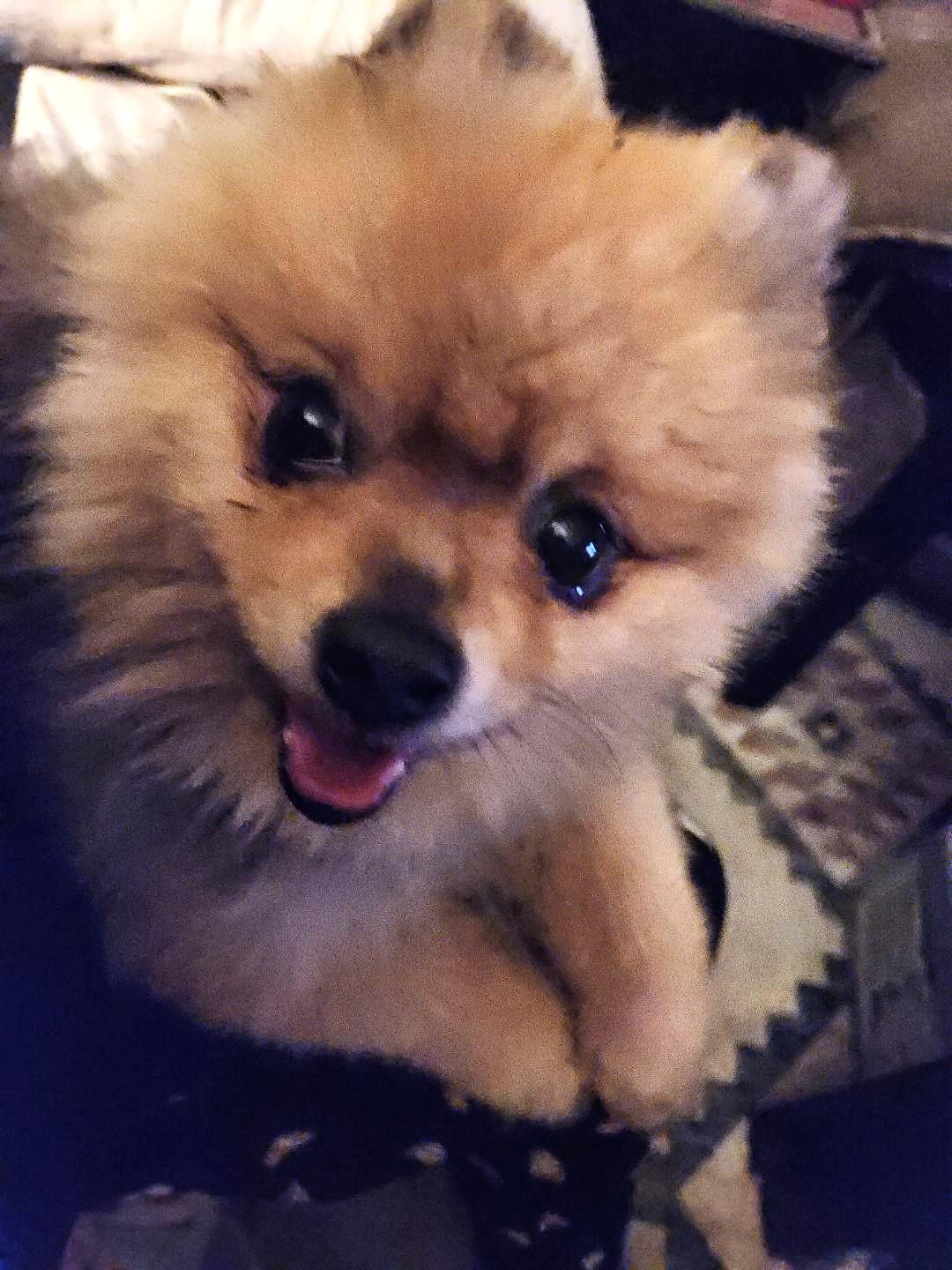 Thor, ADOPTABLE, Senior Male Pomeranian.