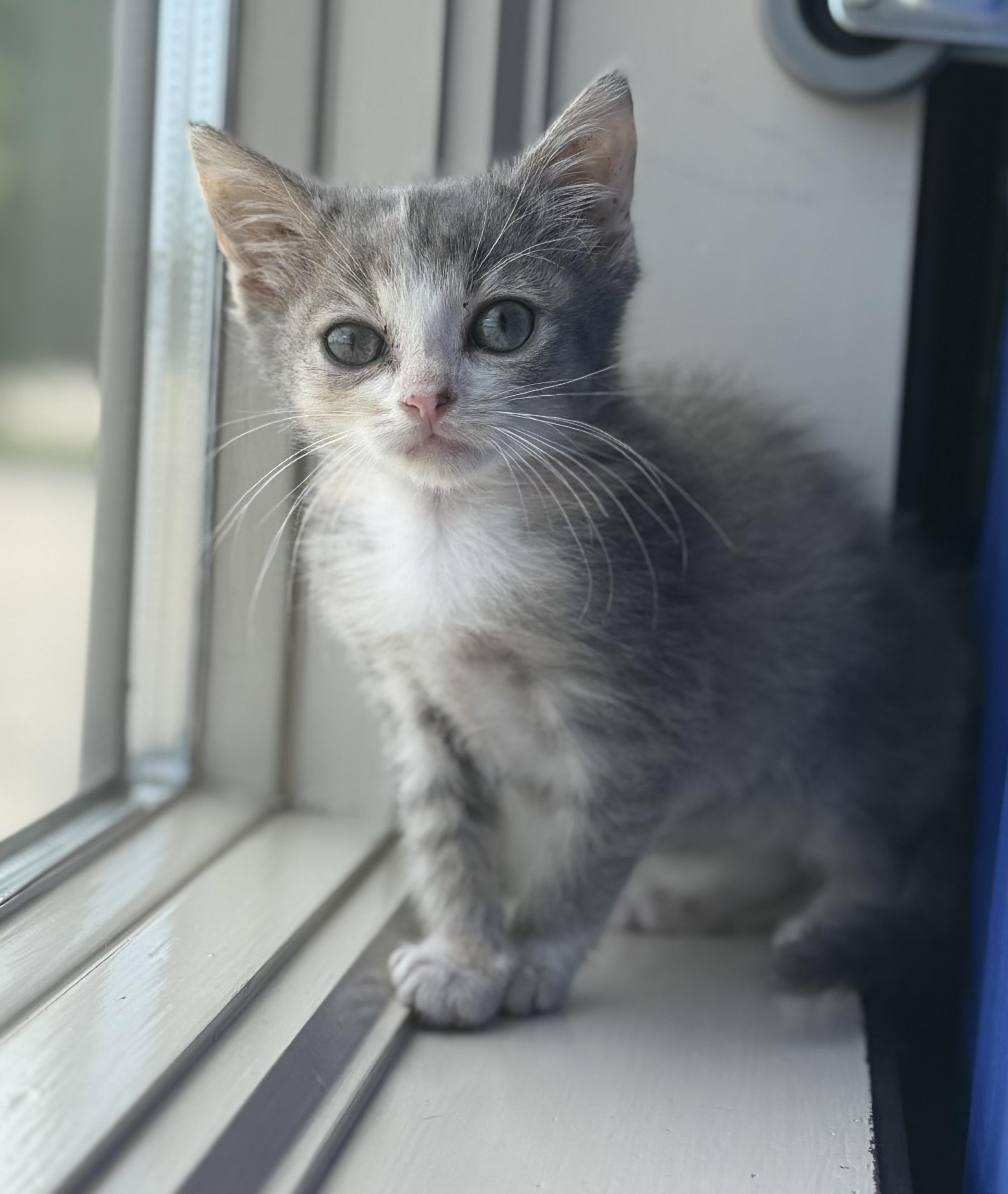 Enlarge Lily, a ADOPTABLE Domestic Short Hair in Fertile, MN image 1/3