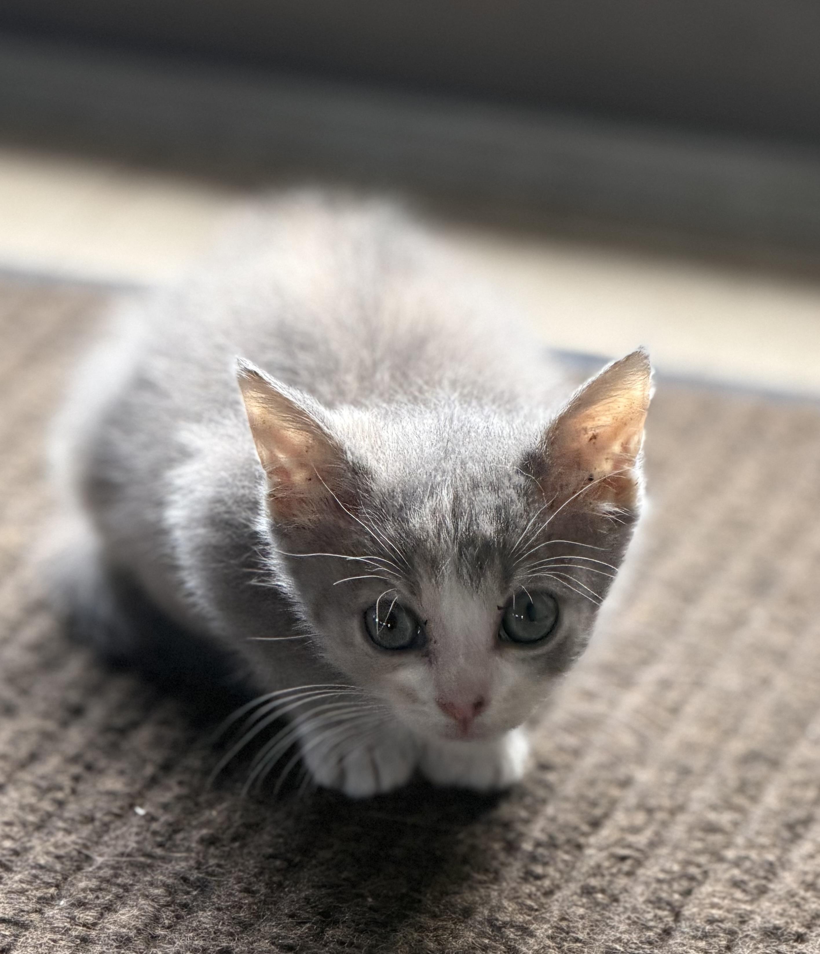 Enlarge Lily, a ADOPTABLE Domestic Short Hair in Fertile, MN image 2/3