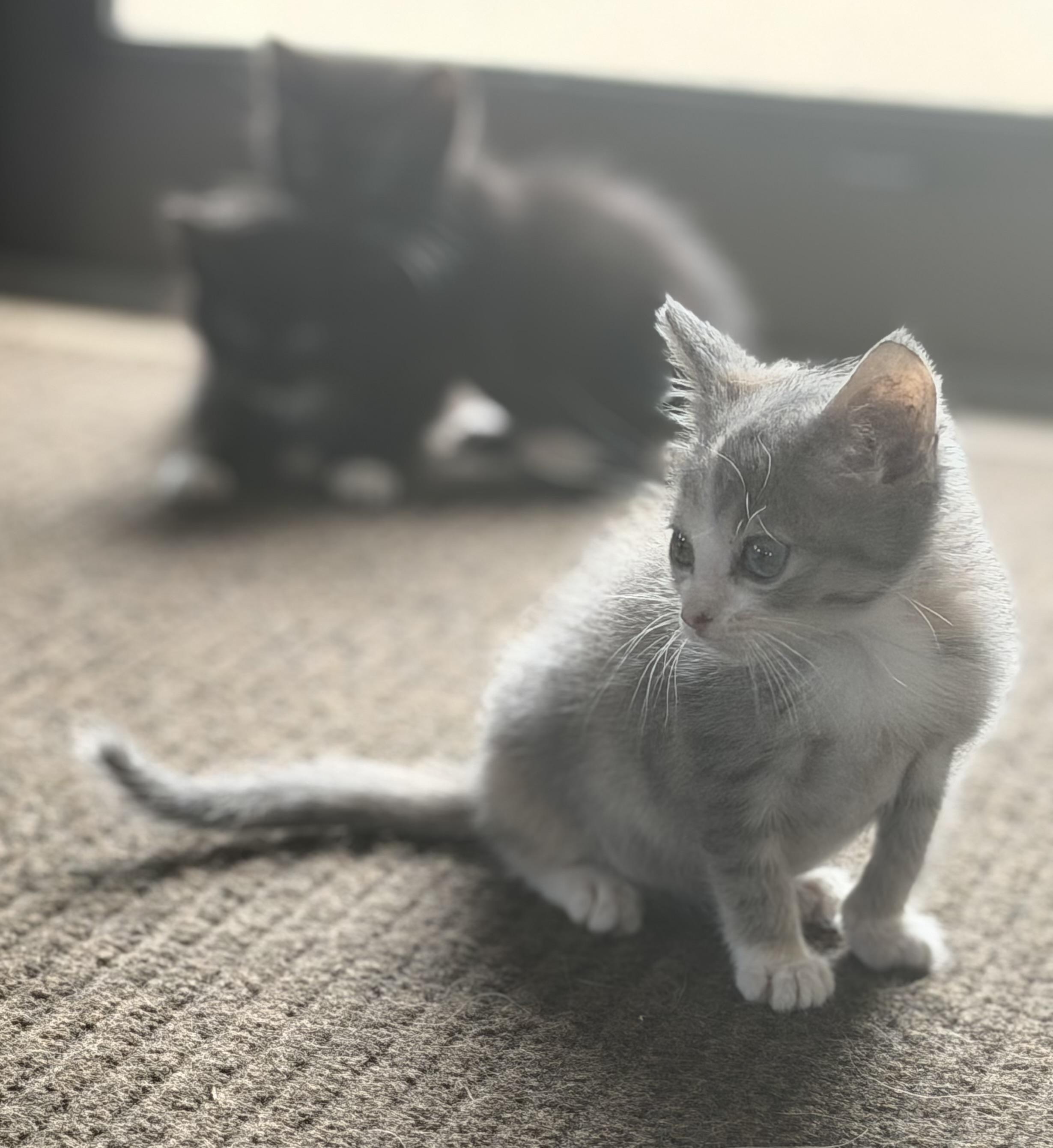 Enlarge Lily, a ADOPTABLE Domestic Short Hair in Fertile, MN image 3/3