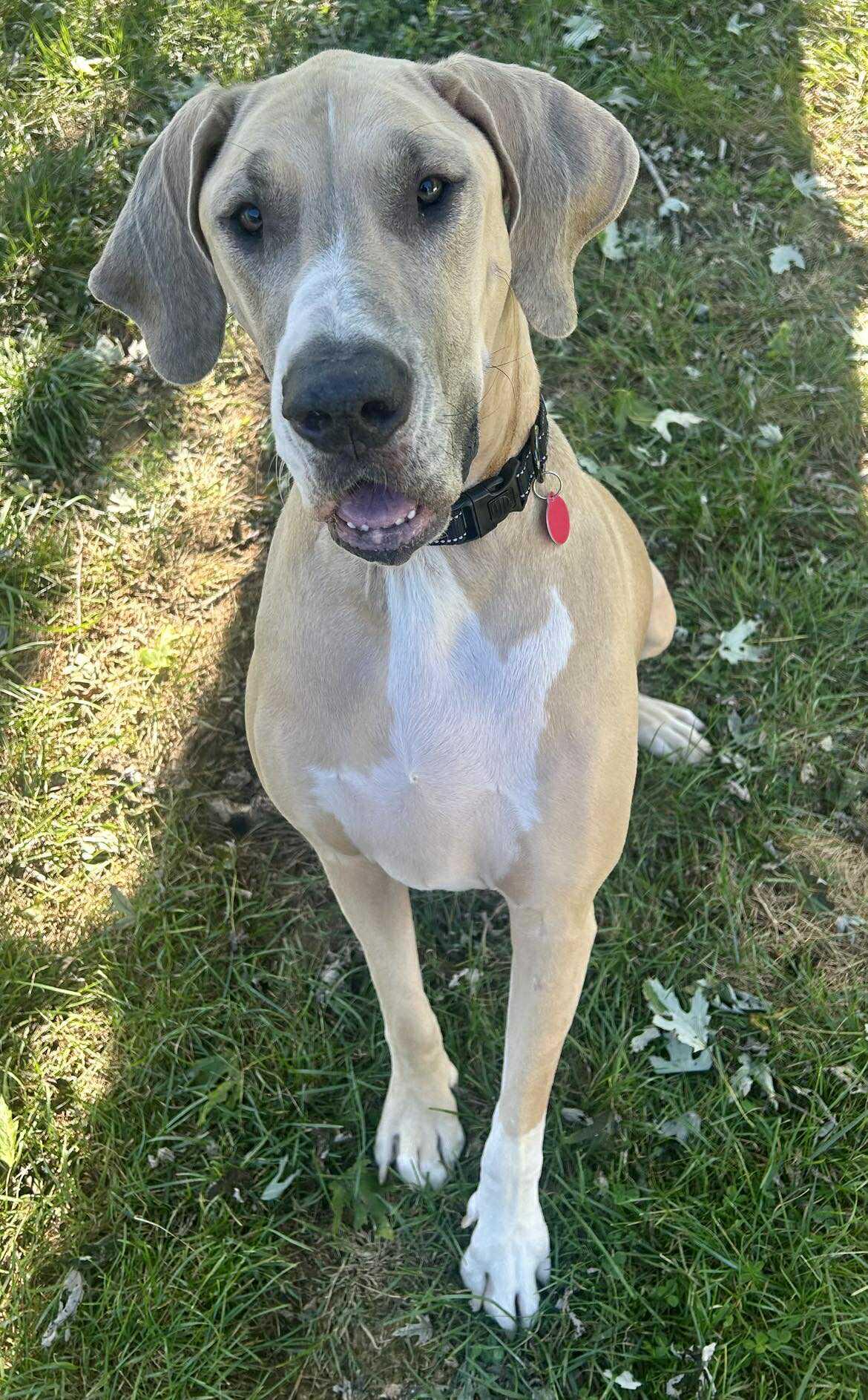 Gail, an adopted Great Dane in Frankfort, KY image 2/4