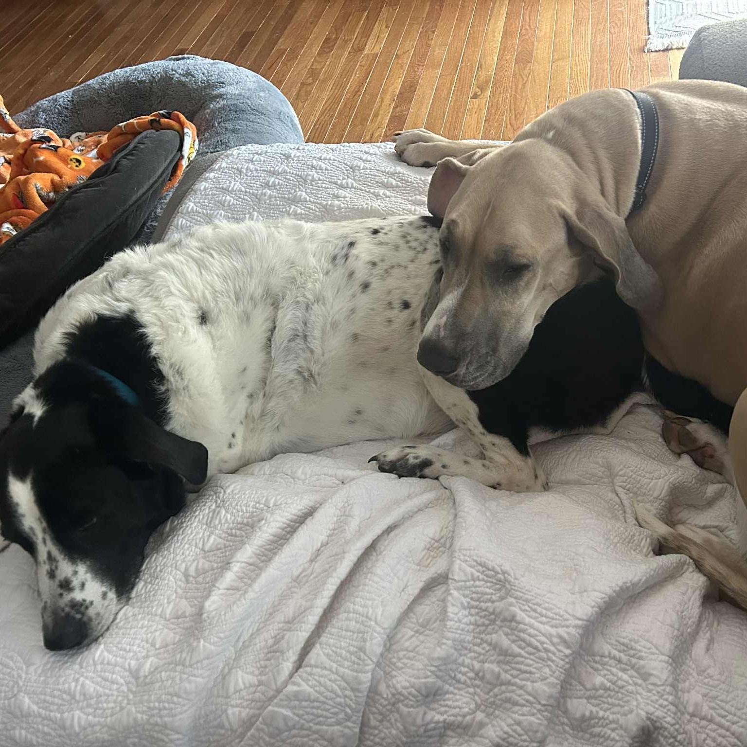 Gail, an adopted Great Dane in Frankfort, KY image 3/4