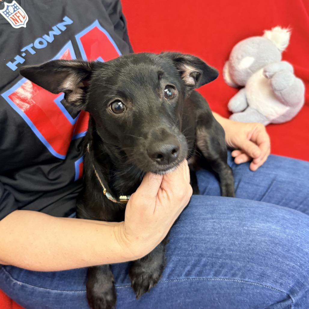 Enlarge Lenard, a Adoptable Mixed Breed in Houston, TX image 1/5