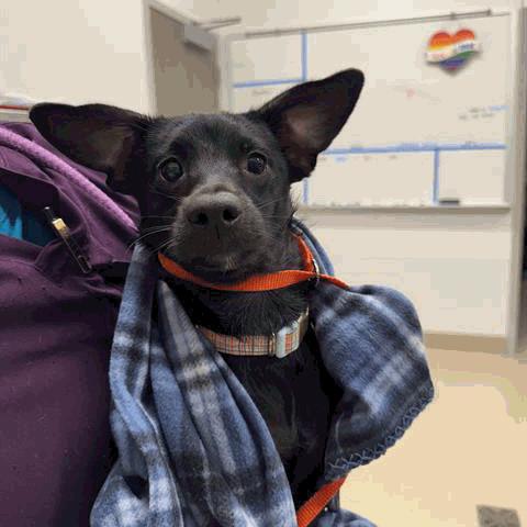 Enlarge Lenard, a Adoptable Mixed Breed in Houston, TX image 2/5