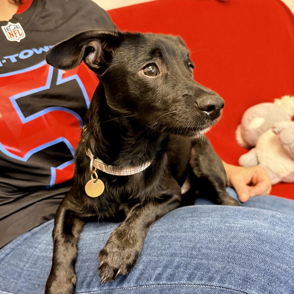 Enlarge Lenard, a Adoptable Mixed Breed in Houston, TX image 3/5