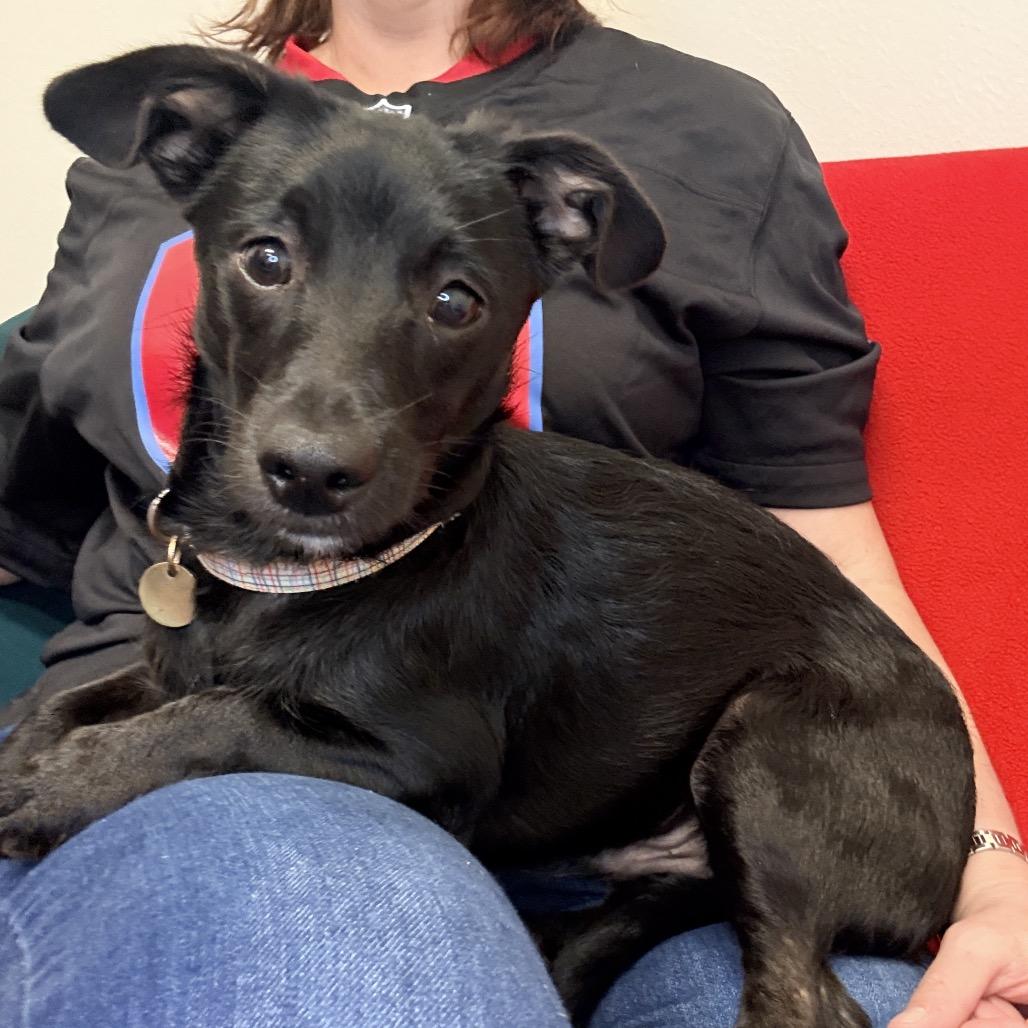 Enlarge Lenard, a Adoptable Mixed Breed in Houston, TX image 4/5