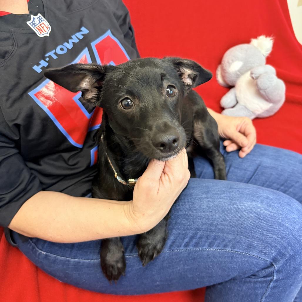 Enlarge Lenard, a Adoptable Mixed Breed in Houston, TX image 5/5