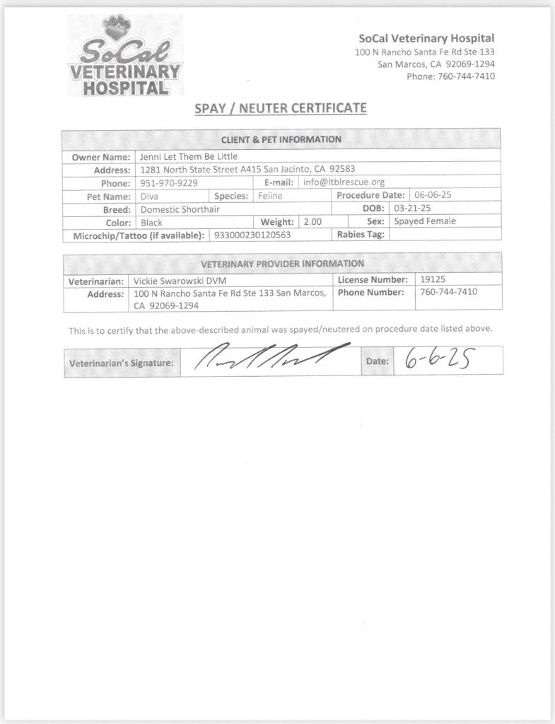 Diva, Adoptable, Young Female Domestic Short Hair.