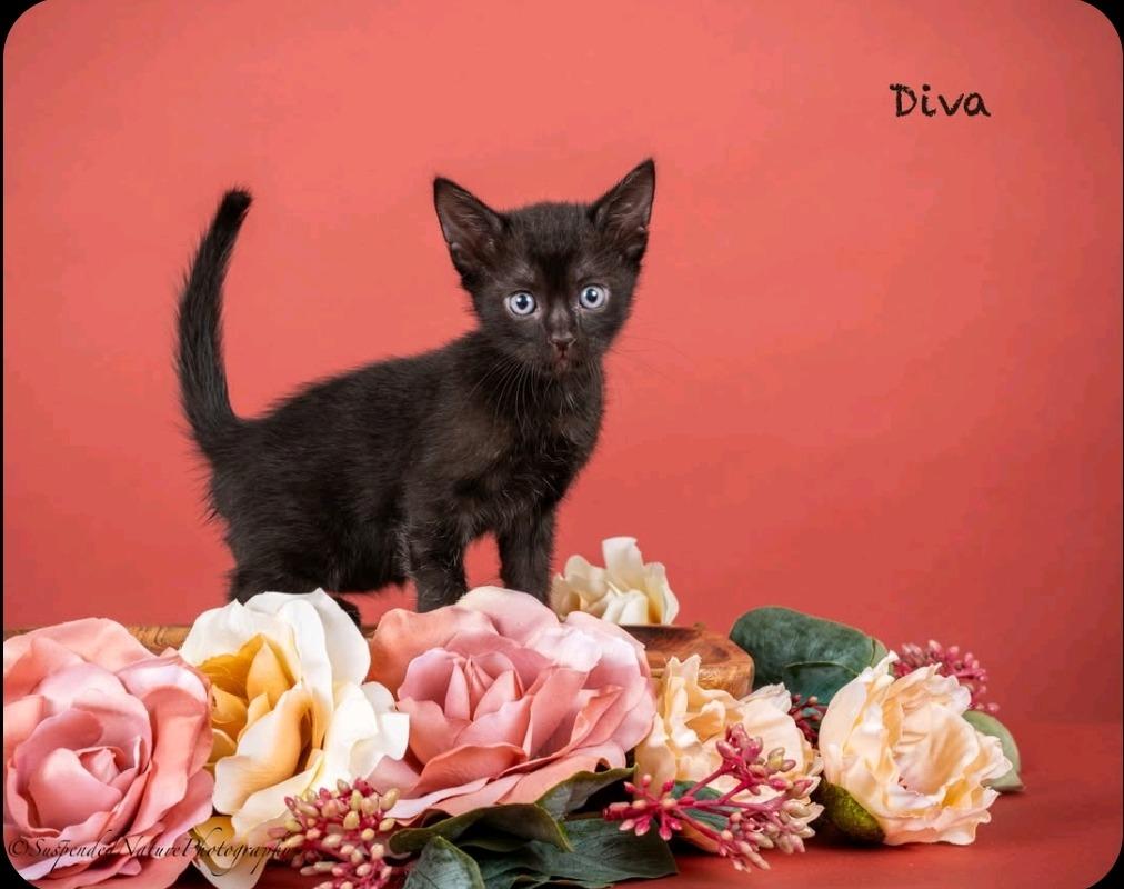 Enlarge Diva, a Adoptable mixed breed in San Jacinto, CA image 2/2