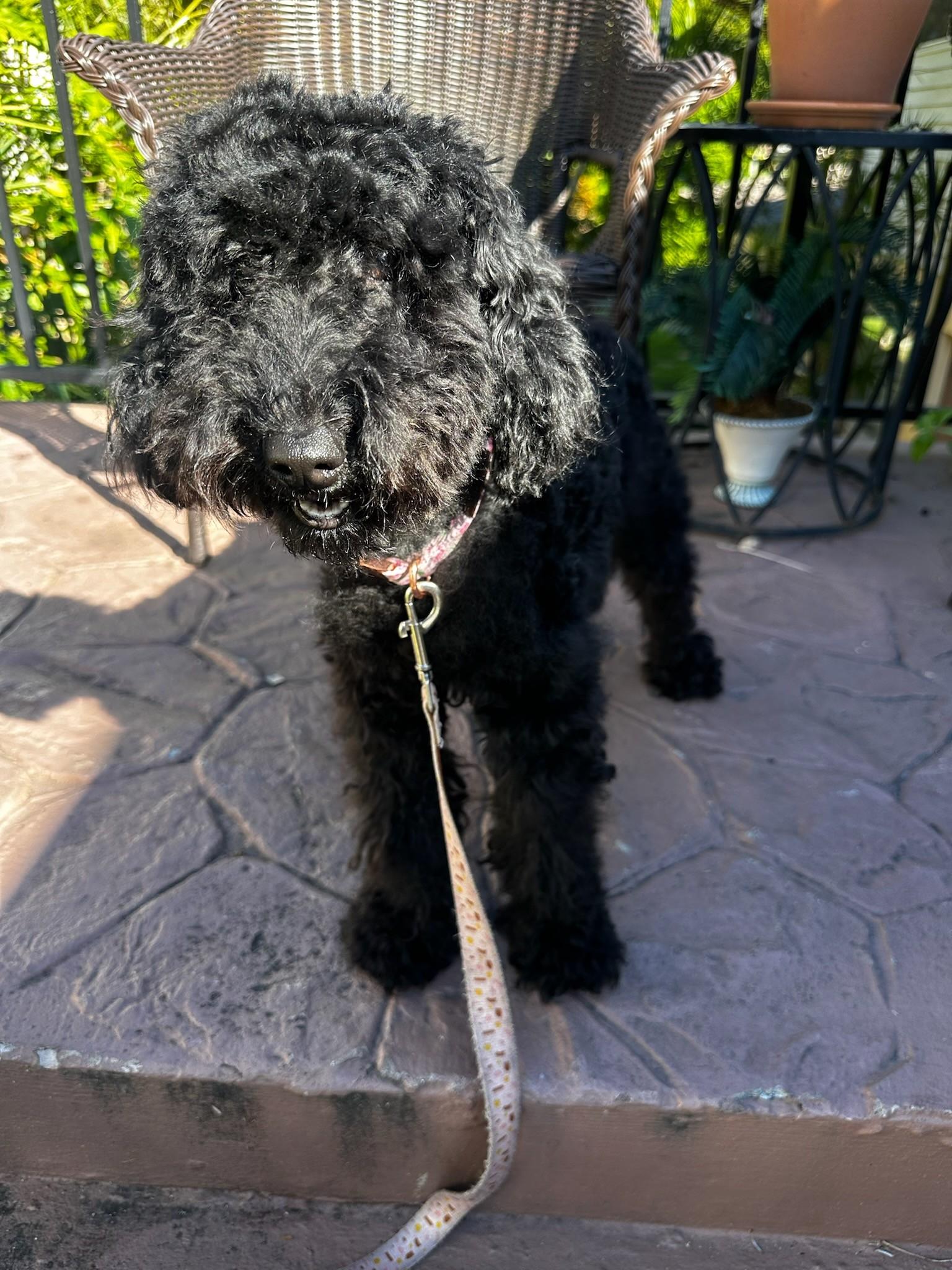 Enlarge Dolly P, an adopted Miniature Poodle in Lauderhill, FL image 1/1
