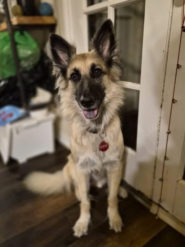 Enlarge 25-068 Zola, a Adoptable mixed breed in Richardson, TX image 1/6