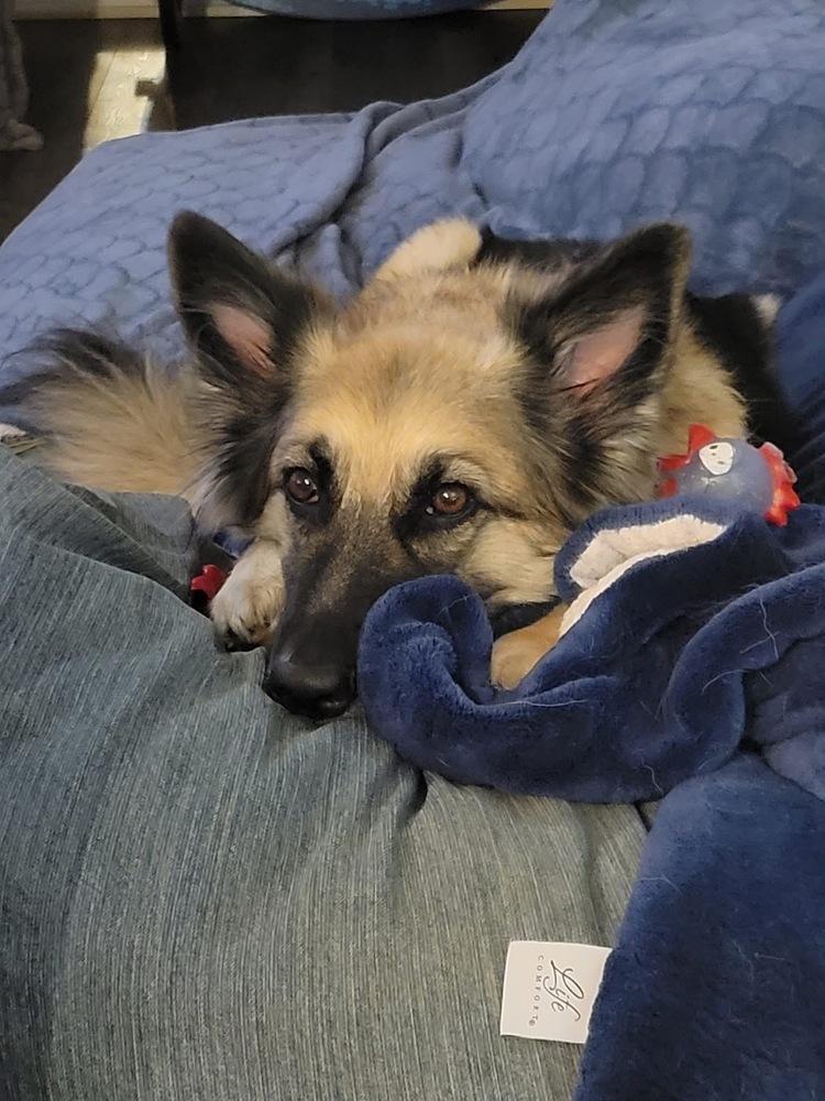 25-068 Zola, Adoptable, Adult Female Shepherd & Collie.