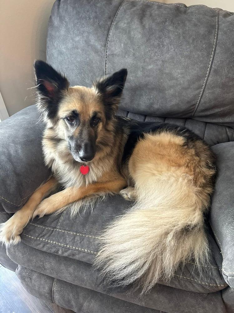 Enlarge 25-068 Zola, a Adoptable mixed breed in Richardson, TX image 3/6