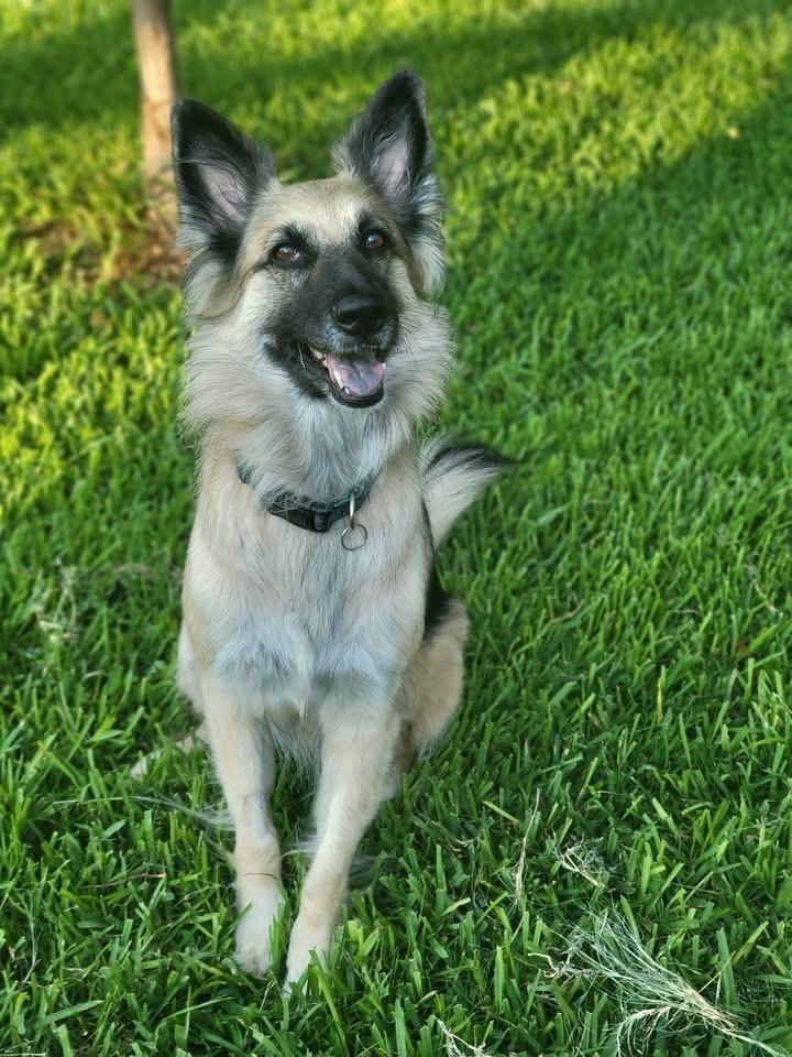Enlarge 25-068 Zola, a Adoptable mixed breed in Richardson, TX image 4/6
