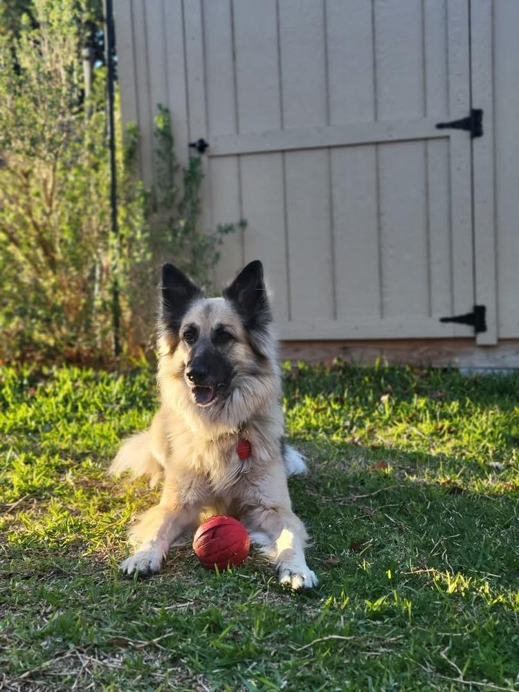 Enlarge 25-068 Zola, a Adoptable mixed breed in Richardson, TX image 6/6