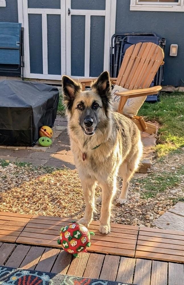 Enlarge 25-068 Zola, a Adoptable mixed breed in Richardson, TX image 5/6