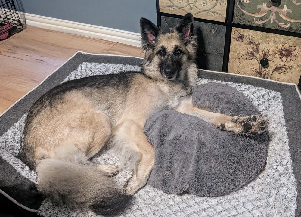 Enlarge 25-068 Zola, a Adoptable mixed breed in Richardson, TX image 6/6