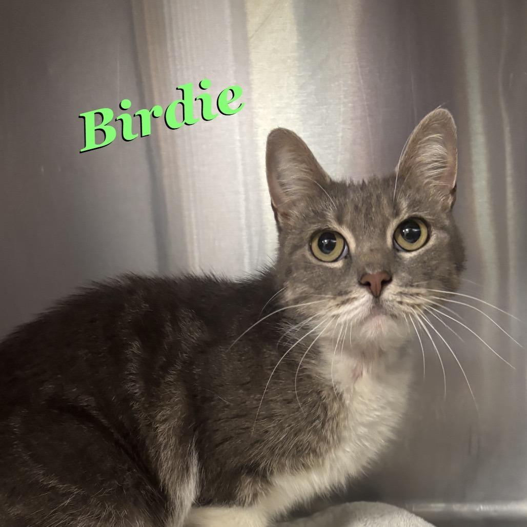 Birdie, Adoptable, Young Female Domestic Medium Hair & Domestic Medium Hair.