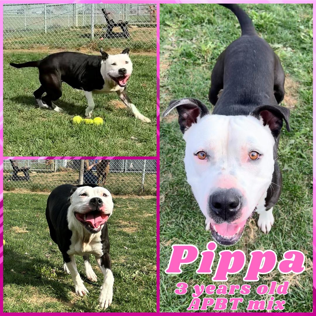 Enlarge Pippa, a ADOPTABLE Pit Bull Terrier in Franklin, IN image 1/1