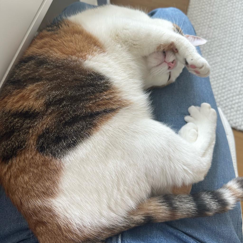 Marietta, Adoptable, Adult Female Domestic Short Hair.