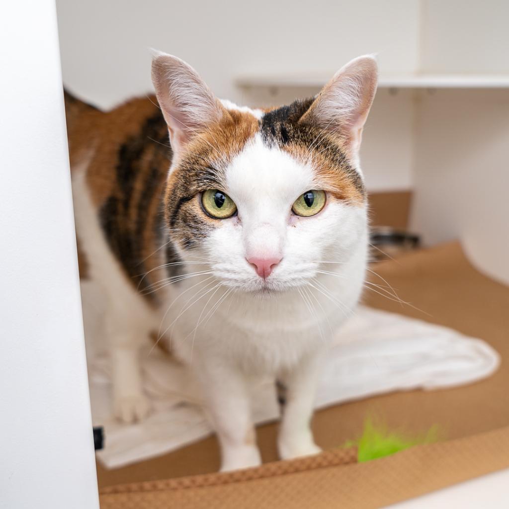 Marietta, a Adoptable Domestic Short Hair in New York, NY image 2/3
