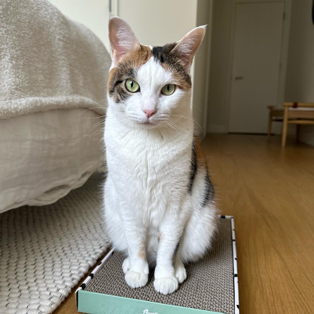 Marietta, a Adoptable Domestic Short Hair in New York, NY image 3/3