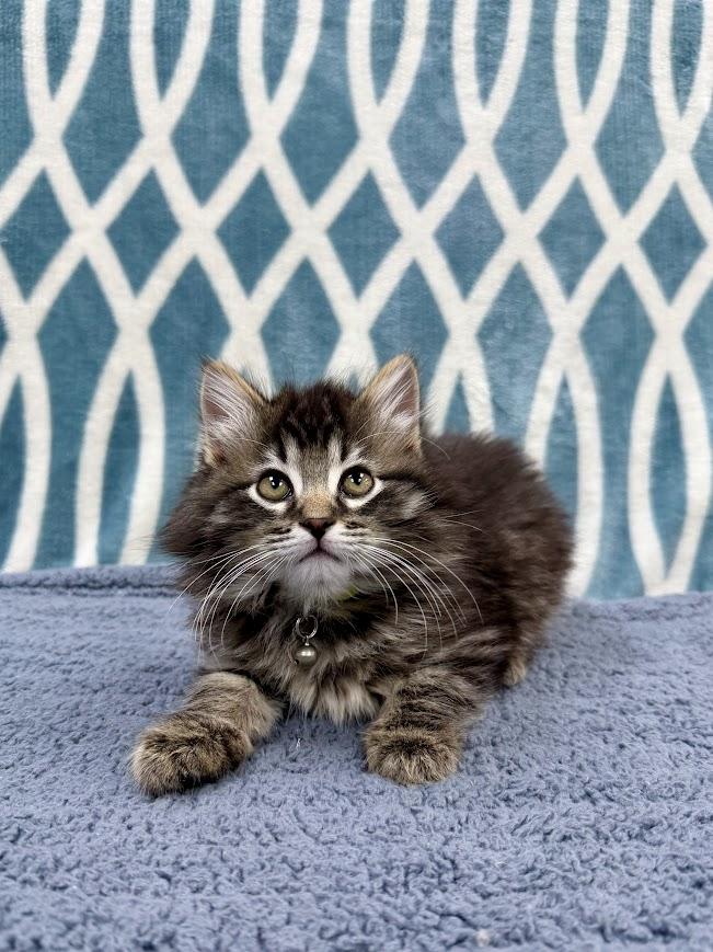 Chocolate, a ADOPTABLE Domestic Long Hair in Columbus, OH image 4/4