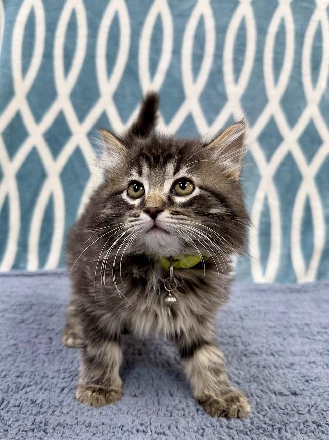 Chocolate, a ADOPTABLE Domestic Long Hair in Columbus, OH image 2/4