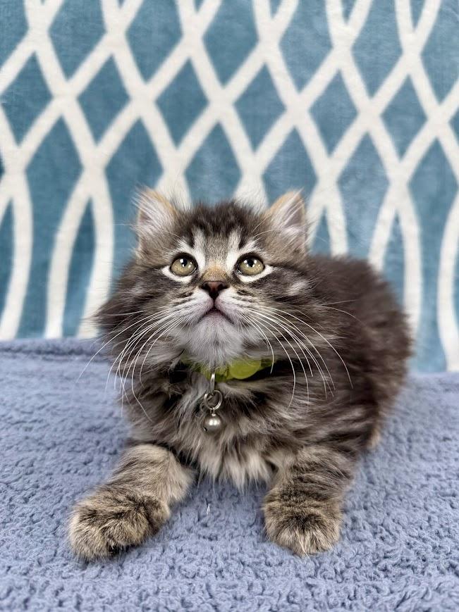Chocolate, a ADOPTABLE Domestic Long Hair in Columbus, OH image 3/4