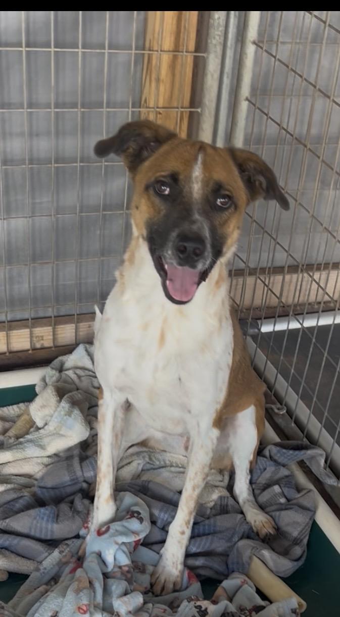 Enlarge Delbert, a Adoptable mixed breed in Carnegie, OK image 1/2