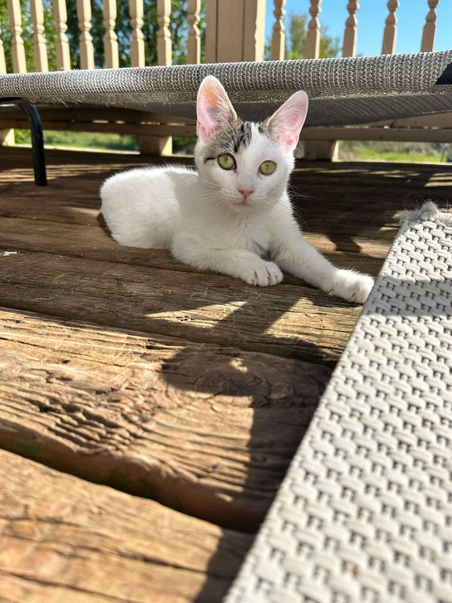 Georgette, ADOPTABLE, Kitten Female Domestic Short Hair.