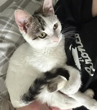 Enlarge Georgette, a ADOPTABLE Domestic Short Hair in East Lansing, MI image 1/1