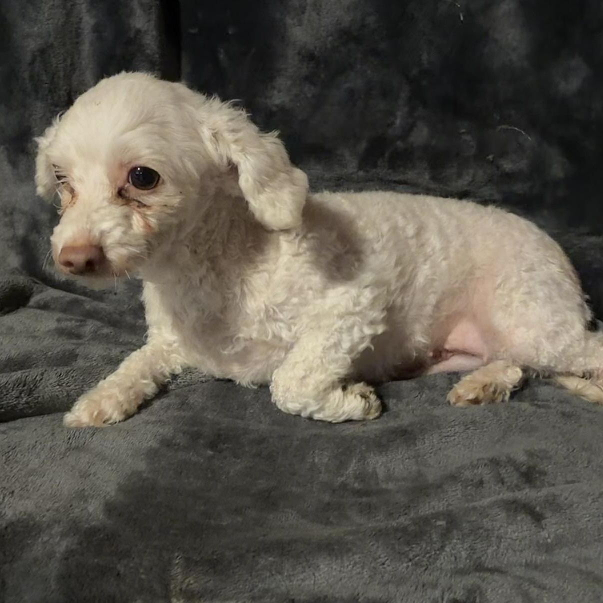 Amy, a ADOPTABLE Maltipoo in Pelham, NH image 2/6
