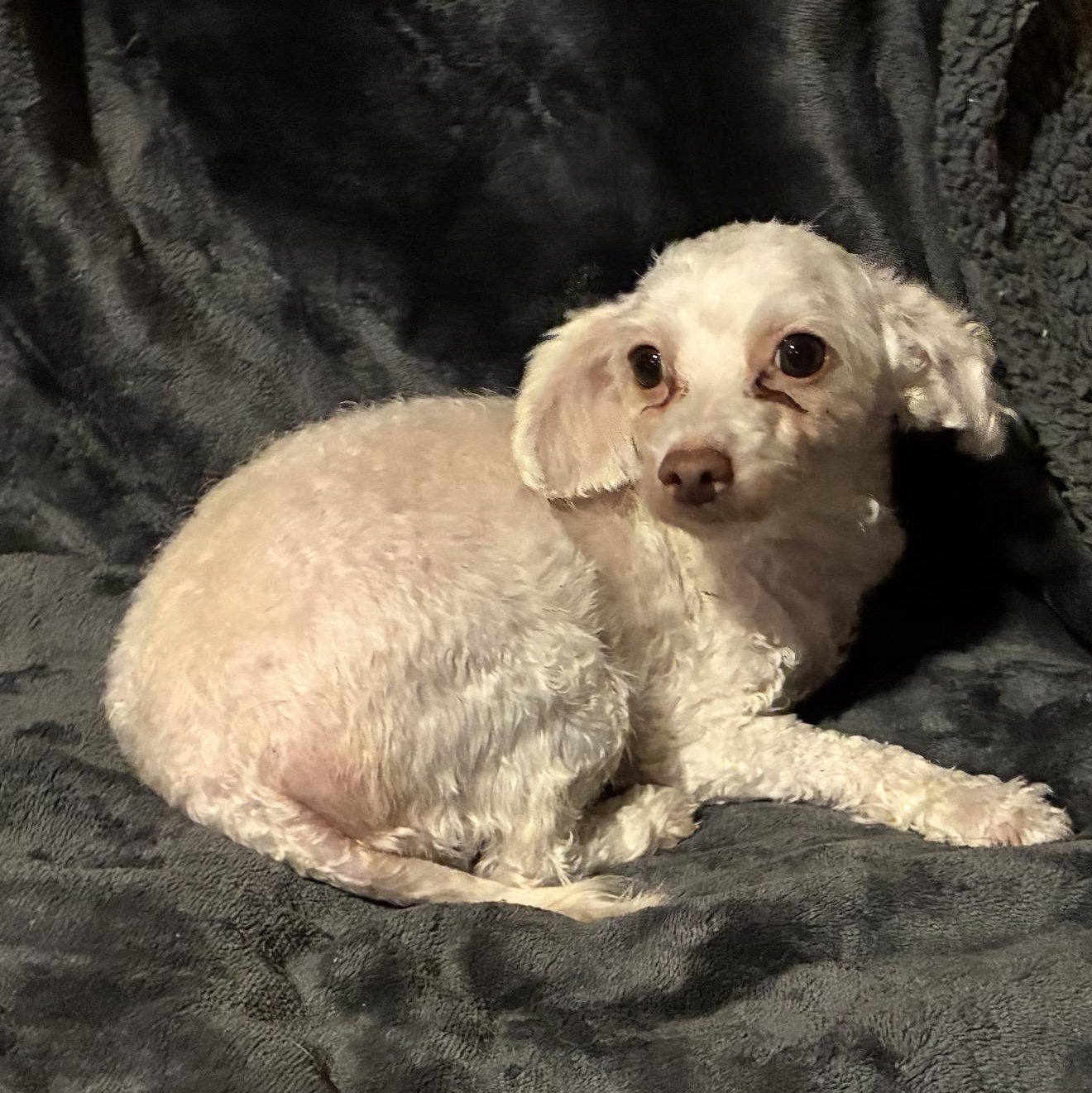Amy, a ADOPTABLE Maltipoo in Pelham, NH image 1/6