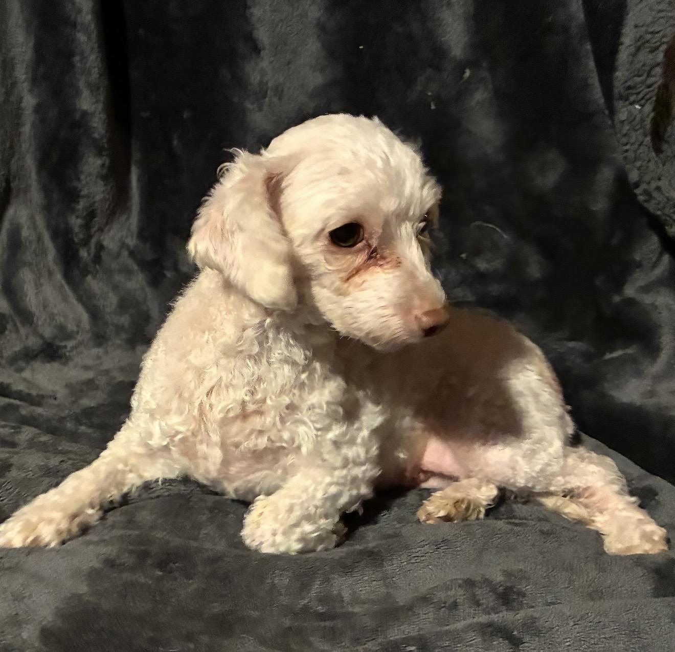 Amy, a ADOPTABLE Maltipoo in Pelham, NH image 6/6