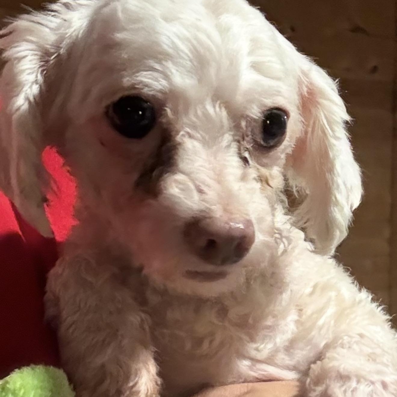 Amy, a ADOPTABLE Maltipoo in Pelham, NH image 3/6