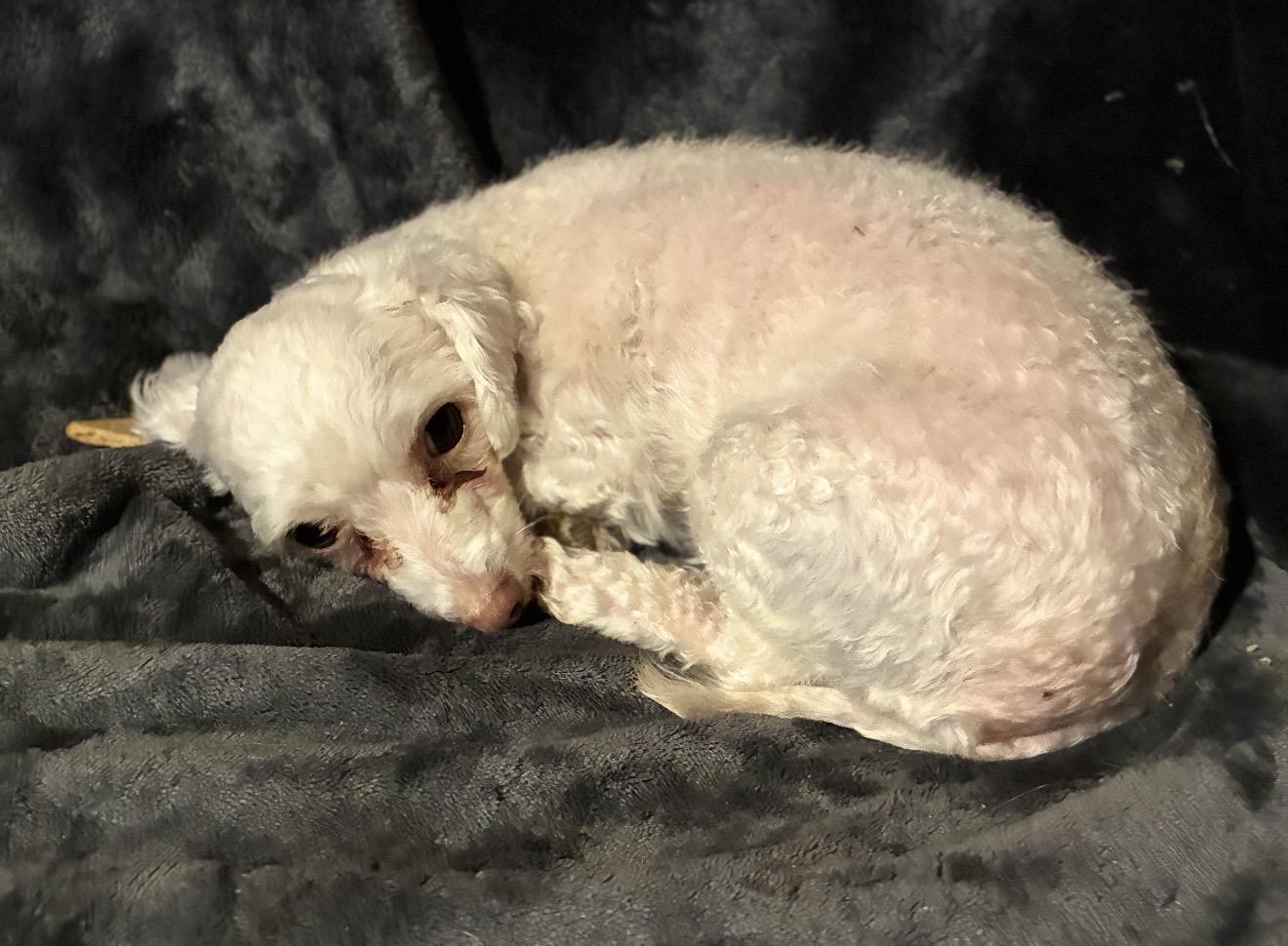 Amy, a ADOPTABLE Maltipoo in Pelham, NH image 5/6