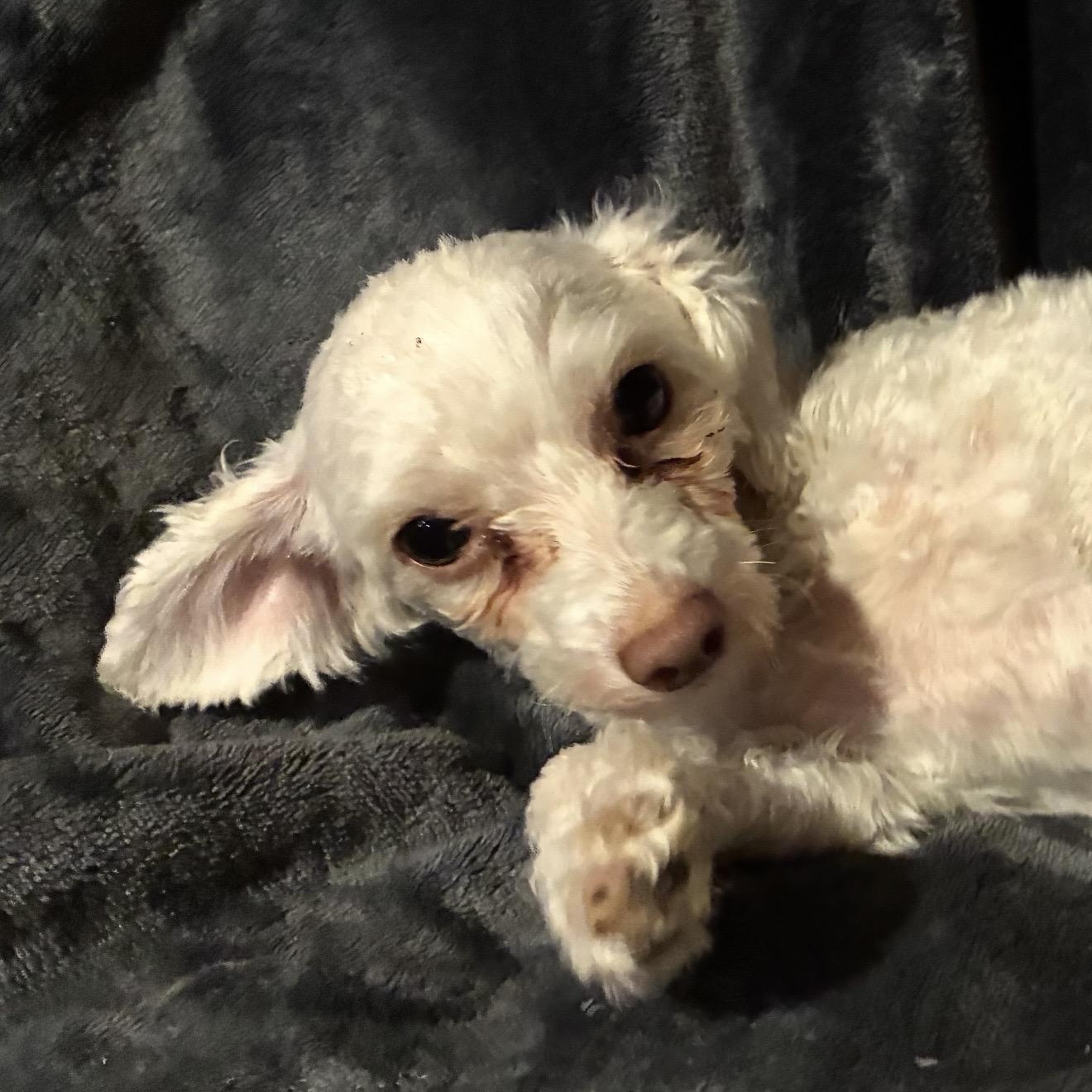 Amy, a ADOPTABLE Maltipoo in Pelham, NH image 4/6