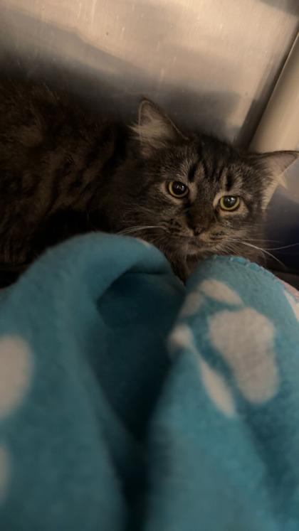 Enlarge Lady Marmalade, a Adoptable mixed breed in Norfolk, VA image 1/1