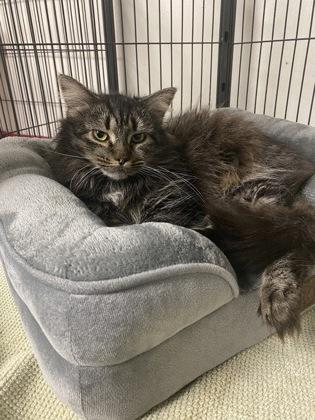 Lady Marmalade, a Adoptable mixed breed in Norfolk, VA image 2/2