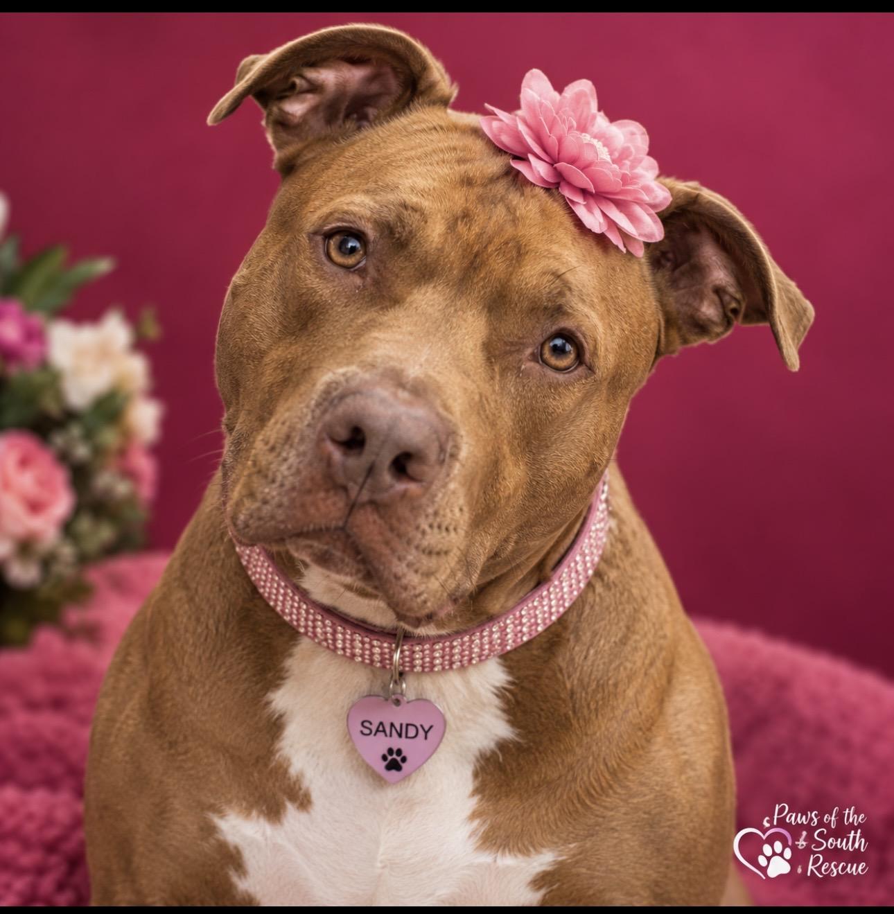 Sandy, Adoptable, Adult Female American Bully.